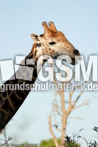 Giraffe (60 von 94).jpg